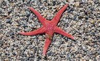 海星什么部位能吃