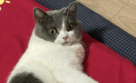 小猫多大需要挤肛门腺呢