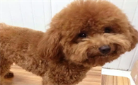 泰迪犬不止是小巧可爱！不同品种的泰迪，你选对了吗？