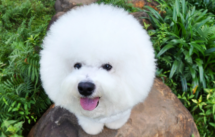 狗喉咙发炎症多久好 狗喉咙发炎症多久好