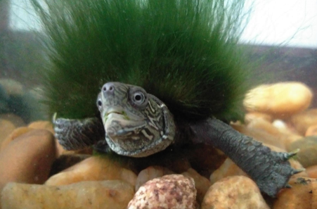 绿毛龟是什么龟 绿毛龟是什么龟