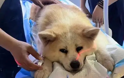 狗狗绝育期间驱虫有什么需要注意的 狗狗绝育期间驱虫有什么需要注意的