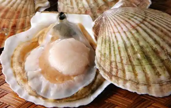 扇贝丁是怎么挖出来的