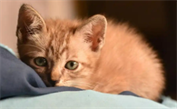 猫咪毛发不顺杂毛多怎么回事