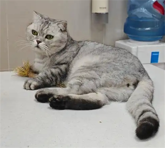 猫的身上有虱子怎么办