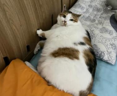 绝育后猫咪发胖,该怎么合理控制体重 绝育后猫咪发胖,该怎么合理控制体重