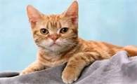 猫传腹抗体指标