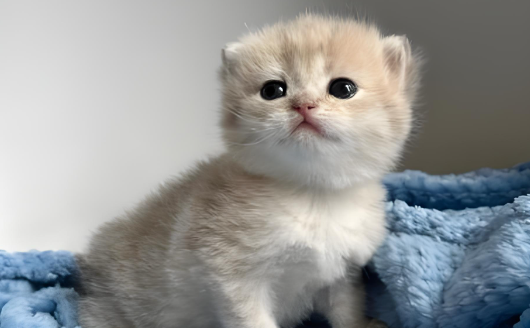 小猫什么时候开始换牙的