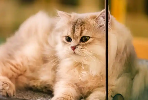 猫咪断奶后体重下降正常吗 猫咪断奶后体重下降正常吗