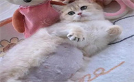 孕期母猫饮食,需要着重补充哪些营养