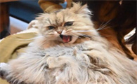 猫咪发情嚎叫，有什么有效缓解方式​