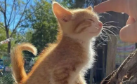 猫咪孕吐是什么样子