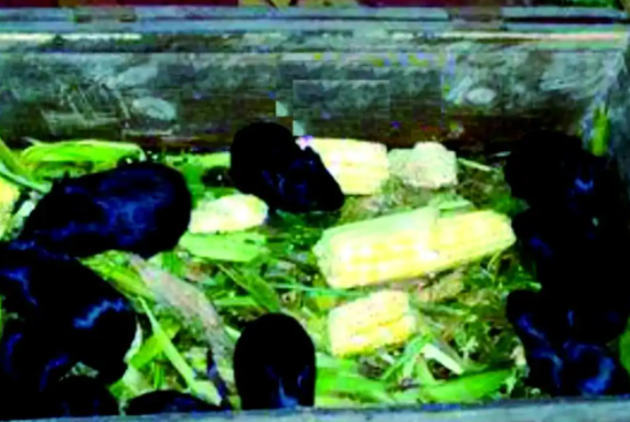 黑豚鼠高效养殖指南:从场地到饲料的全方位解析 黑豚鼠高效养殖指南:从场地到饲料的全方位解析