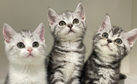 虎斑猫几个月发腮