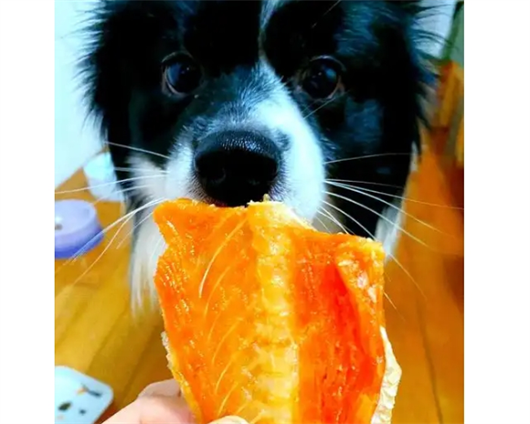 三文鱼狗狗多久吃一次 三文鱼狗狗多久吃一次