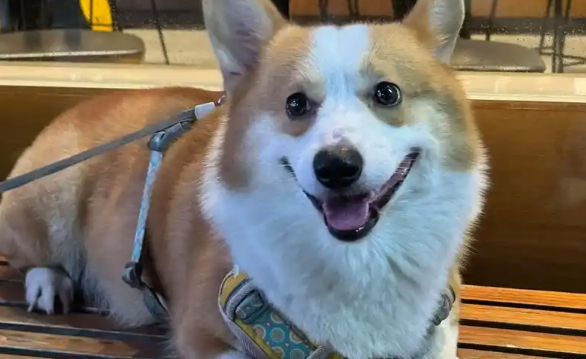 威尔斯柯基犬怎么选择?饲养前需注意 威尔斯柯基犬怎么选择?饲养前需注意