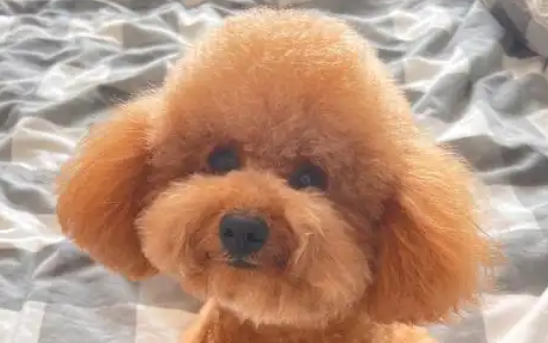 没满月的小狗可以吃什么 没满月的小狗可以吃什么