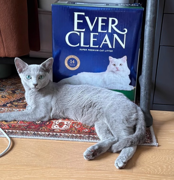 猫砂臭味怎么消除?请铲屎官优雅反击“生化武器库” 猫砂臭味怎么消除?请铲屎官优雅反击“生化武器库”