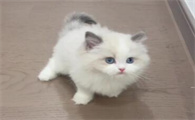 猫需要特别保暖吗