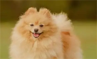 狗狗贫血几天可以恢复