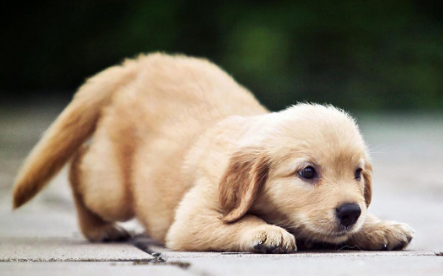犬瘟热有啥后遗症