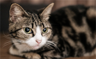 猫咪嘴角毛发脱落怎么办