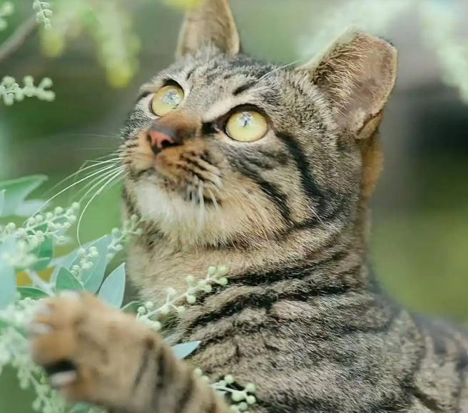 以爱之名,猫猫驾到!一场跨界“Party”将在广州兰圃上演 以爱之名,猫猫驾到!一场跨界“Party”将在广州兰圃上演