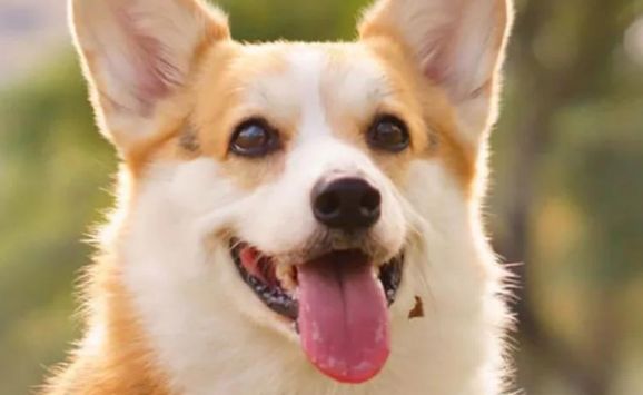 全面了解威尔斯柯基犬：性格、魅力与饲养挑战