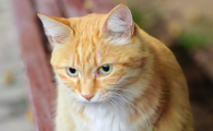 猫流口水透明的黏黏的
