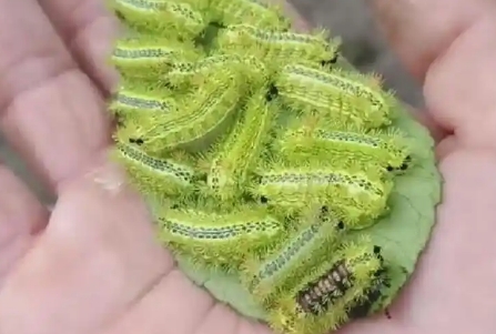 毛毛虫的毛有毒吗