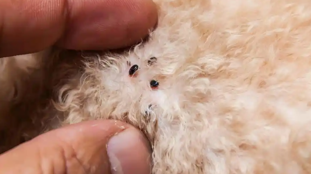 幼犬驱虫怎么做