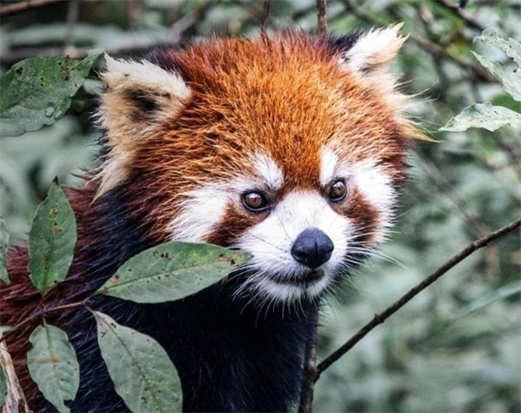 熊猫谷有小熊猫吗 熊猫谷有小熊猫吗