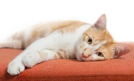预防猫咳嗽有哪些有效方法 预防猫咳嗽有哪些有效方法
