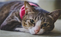 猫咪会什么会有软便