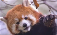 小熊猫鞋是什么牌子