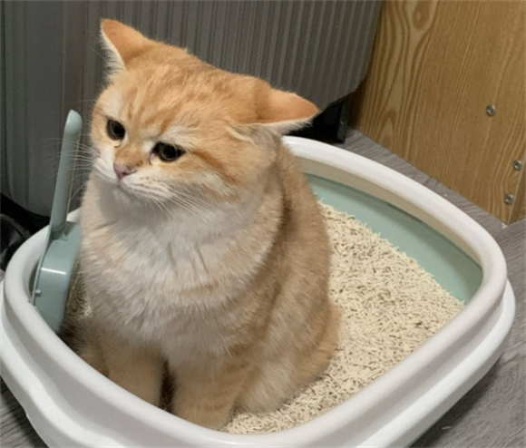 猫咪乱拉粑粑是什么原因啊