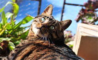 猫咪常见的注射麻醉剂有哪些