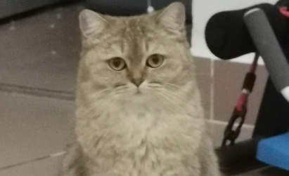 猫咪喝自来水会怎么样 猫咪喝自来水会怎么样