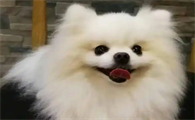 狗狗吃巧克力催吐后还会有事吗