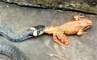 蛇吃不吃蟾蜍