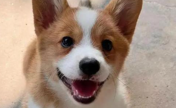 新手养威尔斯柯基犬的省钱秘籍大揭秘！