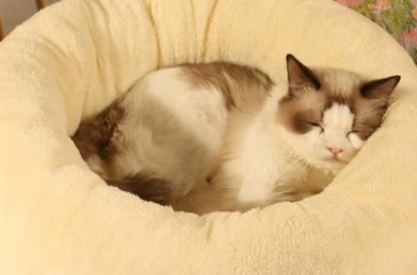 驭瑛猫窝质量如何 驭瑛猫窝质量如何