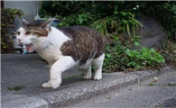猫咪产前多久开始有奶啊