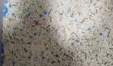 一人一伴猫砂豆腐猫砂:给猫咪的舒适如厕体验 一人一伴猫砂豆腐猫砂:给猫咪的舒适如厕体验