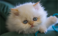 患有抑郁症的猫咪会表现出哪些症状