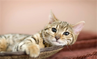 猫鼻支有哪些典型症状