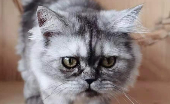 猫一般什么时候发情在几月