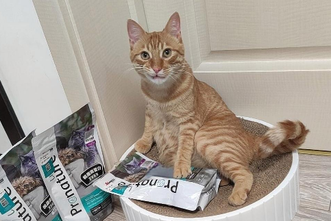 枫趣猫粮:50年品质,高蛋白新选择 枫趣猫粮:50年品质,高蛋白新选择