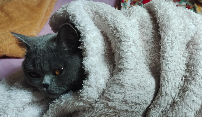 猫咪肚子有硬块