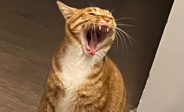 猫咪为什么会有口腔溃疡